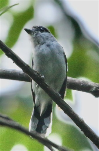 Grey-collared Becard