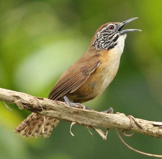 Happy Wren, Sierra del Sur