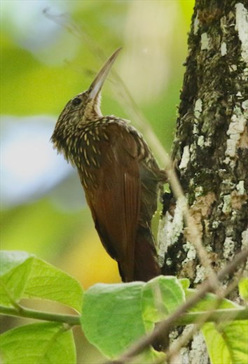 Ivory-billed Woodcreeper
