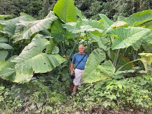 John among the flora