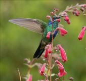 Mexican Violetea, Sierra del Sur: by graynomadsusa, Views[274]