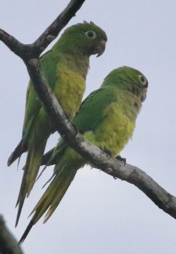 Olive-throated Parakeet, Jaguar Reserve
