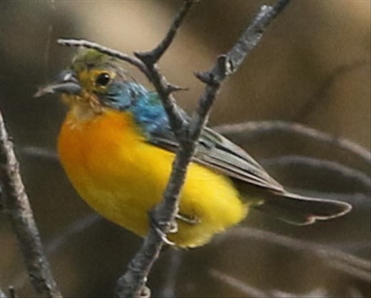 Orange-breasted Bunting, Ventosa
