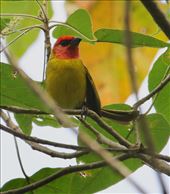 Red-headed Tanager, Don Alfredo's Finca: by graynomadsusa, Views[255]