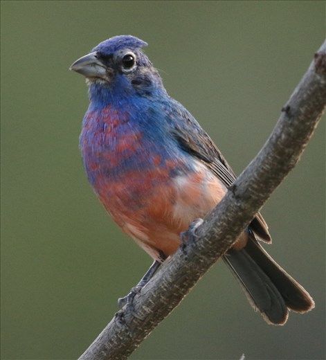 Rose-bellied Bunting, Ventosa