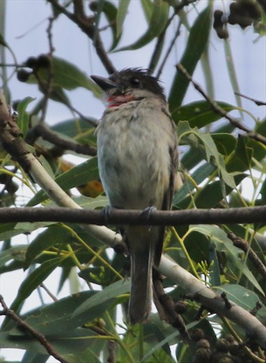 Rose-throated Becard