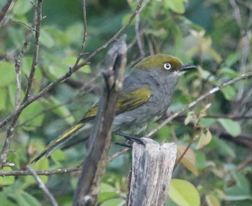 Slaty Vireo