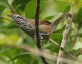 Spot-breasted Wren: by graynomadsusa, Views[265]