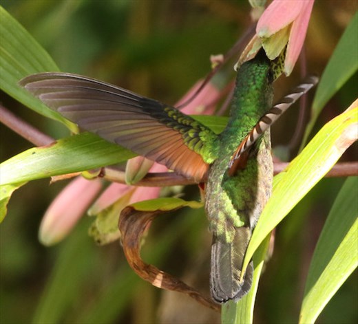 Stripe-tailed Hummingbird