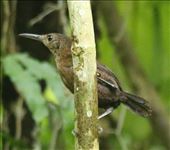 Sumichrast's Wren: by graynomadsusa, Views[267]