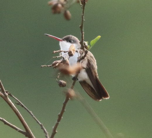 Violet-crowned Hummingbird