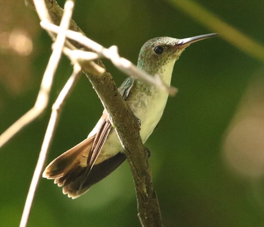 White-bellied Emerald