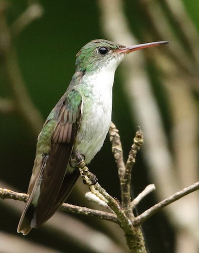 White-bellied Emerald, Jaguar Reserve