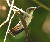 White-bellied Emerald: by graynomadsusa, Views[257]
