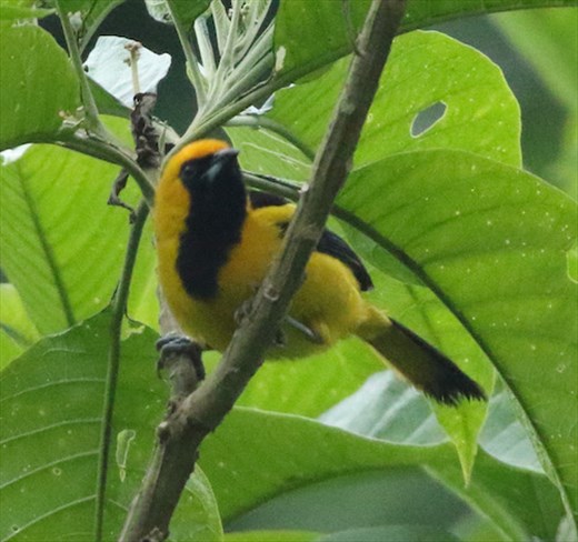 Yellow-tailed Oriole