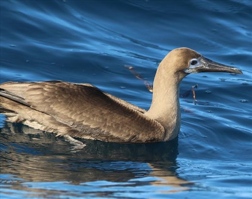 Brown Booby