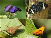 When birding is slow there are always Mariposa: by graynomadsusa, Views[303]