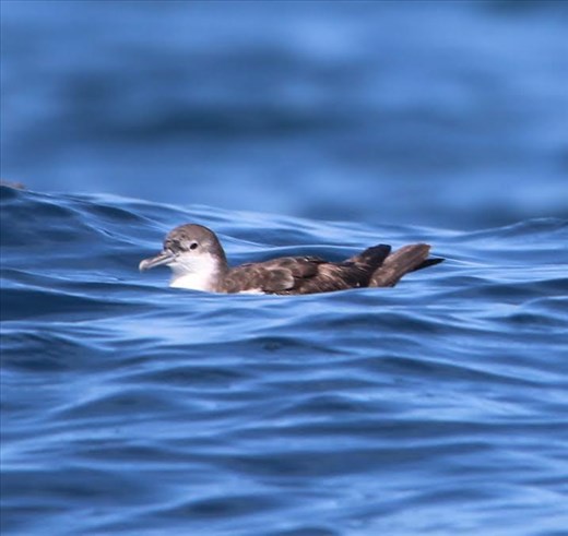 Galapagos Shearwater