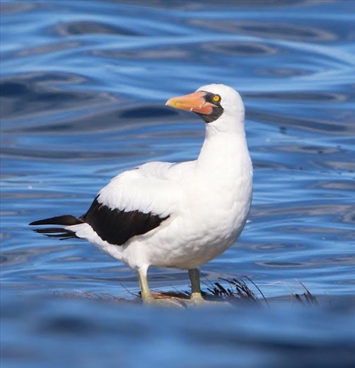 Nasca Booby