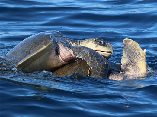 Rated X—Ridley Green Sea Turtles mating