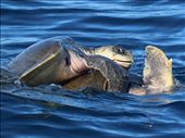 Rated X—Ridley Green Sea Turtles mating: by graynomadsusa, Views[497]