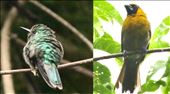Emerald-chinned Hummingbird and Black-faced Grosbeak: by graynomadsusa, Views[279]
