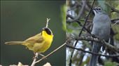 Hooded Yellowthroat and Brown-backed Solitaire, San Jose del Pacifico: by graynomadsusa, Views[256]