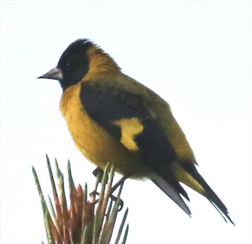 Black-headed Siskin, Tenam Puente