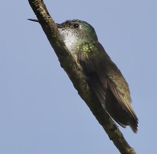 Azure-crowned Hummingbird, Tenam Puente