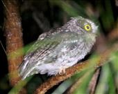 Bearded Screech Owl, Finca de Felix: by graynomadsusa, Views[405]