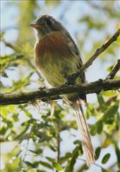 Belted Flycatcher, Tenam Puente Archeological Site, Comitan de Dominguez: by graynomadsusa, Views[276]