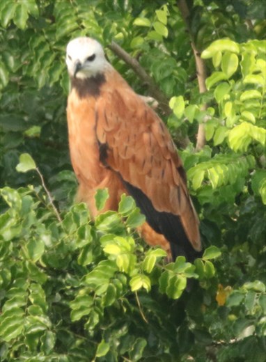 Black-collared Hawk, Mapastepec