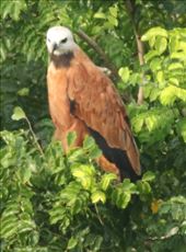 Black-collared Hawk, Mapastepec: by graynomadsusa, Views[266]