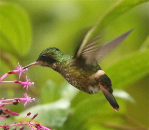 Black-crested Coquette, Union Juarez