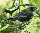 Blue Seedeater, Sumidero Canyon: by graynomadsusa, Views[260]