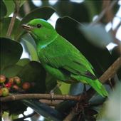 Blue-crowned Chlorophonia, Benito Juarez: by graynomadsusa, Views[304]