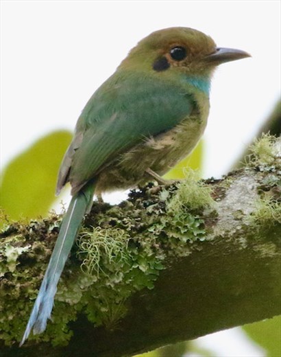 Blue-throated Motmot, Union Juarez