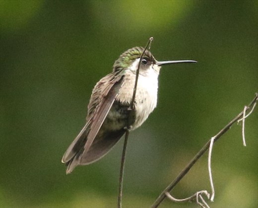Green-throated Mountain Gem, Union Juarez