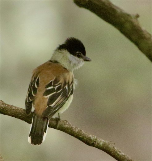 Grey-collared Becard, Union Juarez