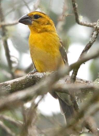Mexican Yellow Grosbeak, Union Juarez