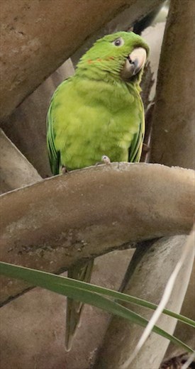 Pacific Parakeet
