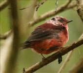 Pink-headed Warbler, Sierra Madre de Chiapas: by graynomadsusa, Views[290]