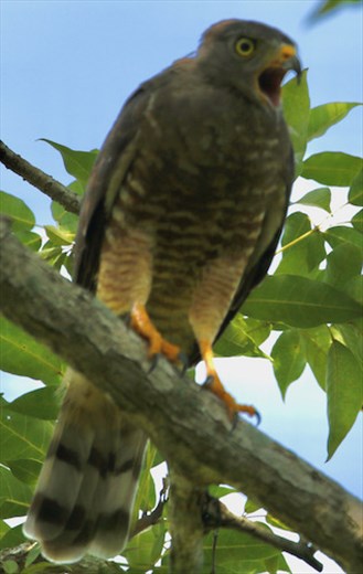 Roadside Hawk, Mapastepec