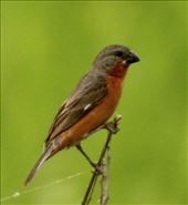Ruddy-breasted Seedeater, Mapastepec: by graynomadsusa, Views[301]