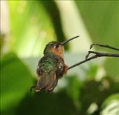 Rufous Sabrewing, Benito Juarez: by graynomadsusa, Views[259]