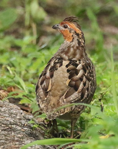 Singing Quail, Sumidero Canyon