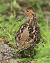 Singing Quail, Sumidero Canyon: by graynomadsusa, Views[681]