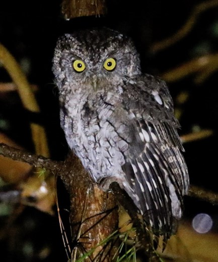 Whiskered Screech Owl, Finca de Felix