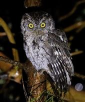 Whiskered Screech Owl, Finca de Felix: by graynomadsusa, Views[702]
