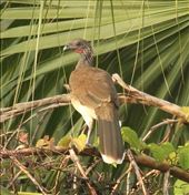 White-bellied Chachalaca, Mapastepec: by graynomadsusa, Views[292]